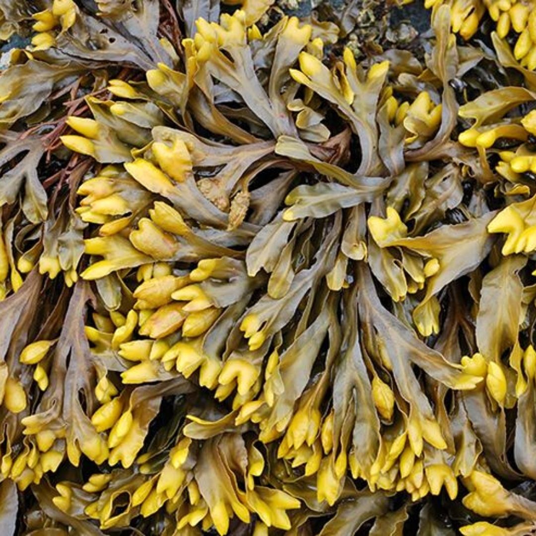 alga-fucus.jpg