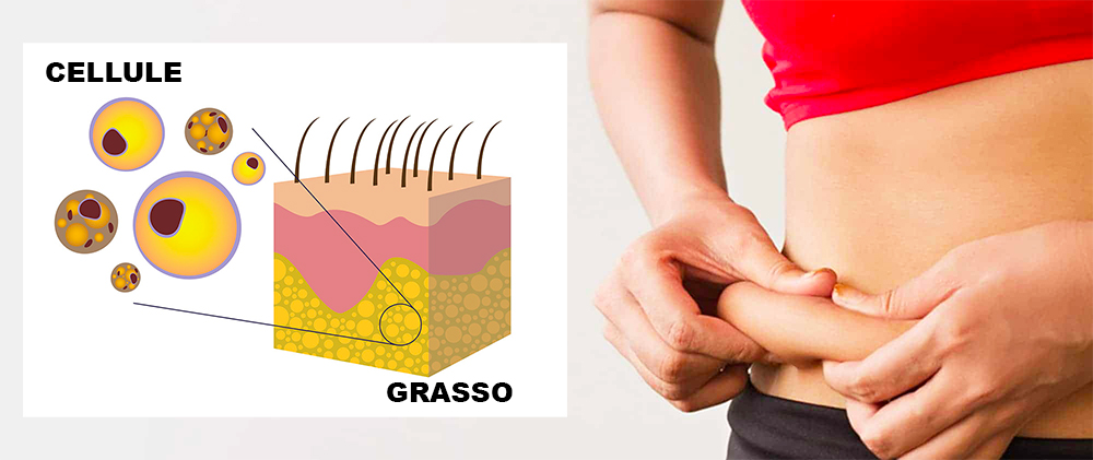 cellule-fat.jpg