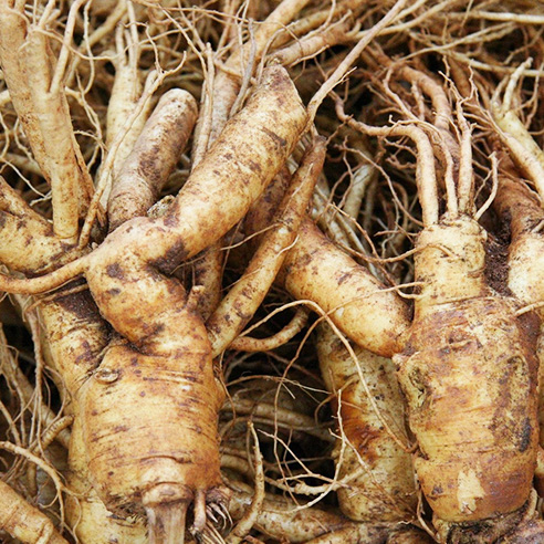 ginseng-1.jpg