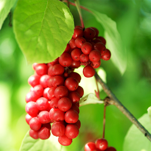 schisandra.jpg