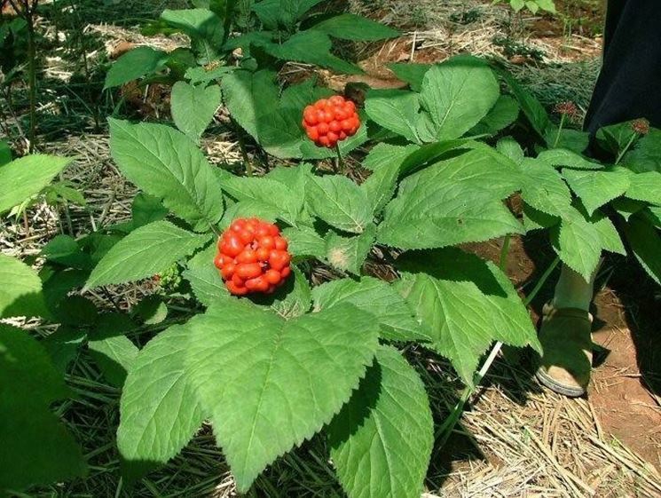 ginseng_NG1