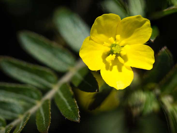tribulus-terrestris-thumb