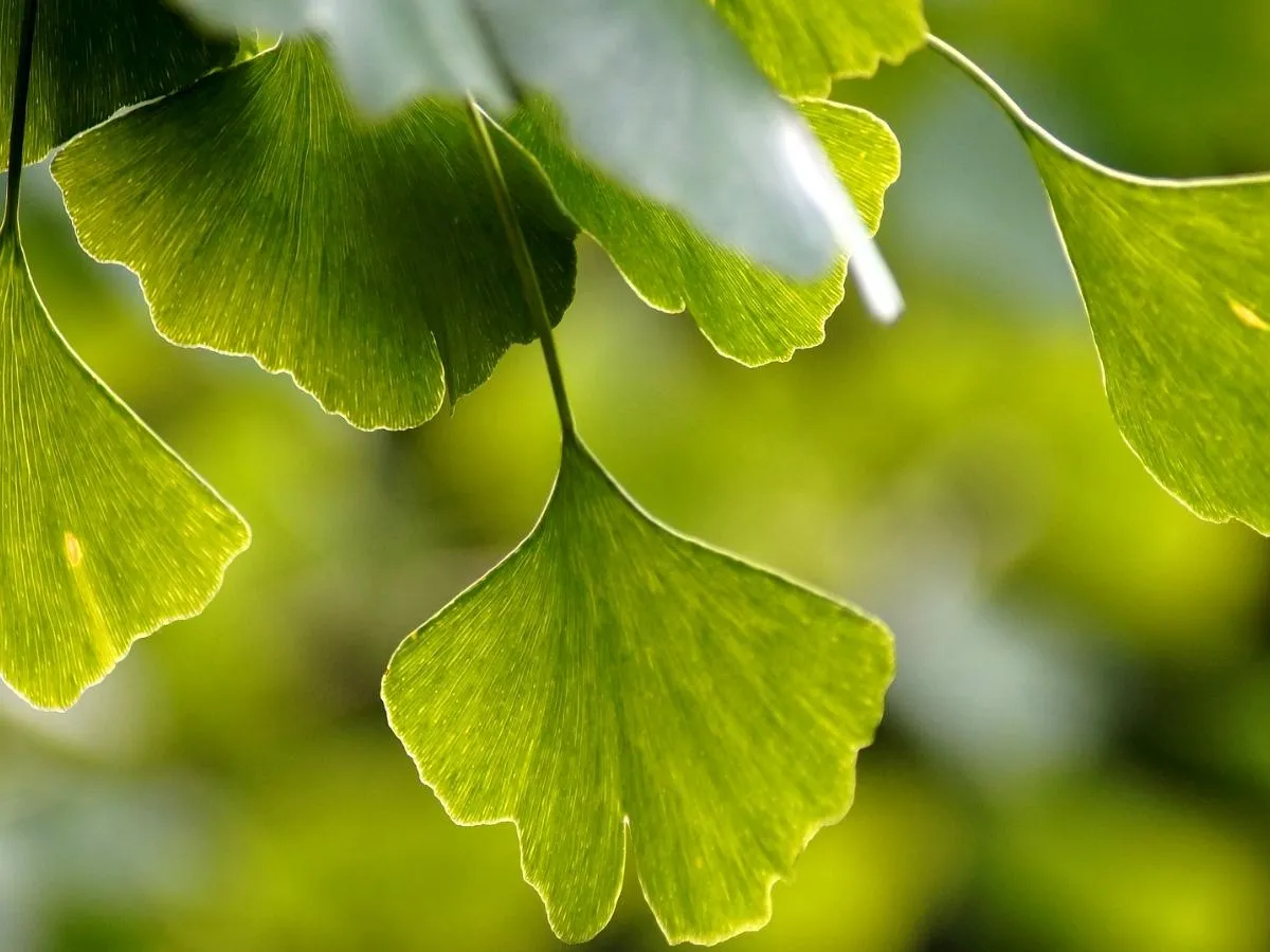 ginko-biloba-1200-900